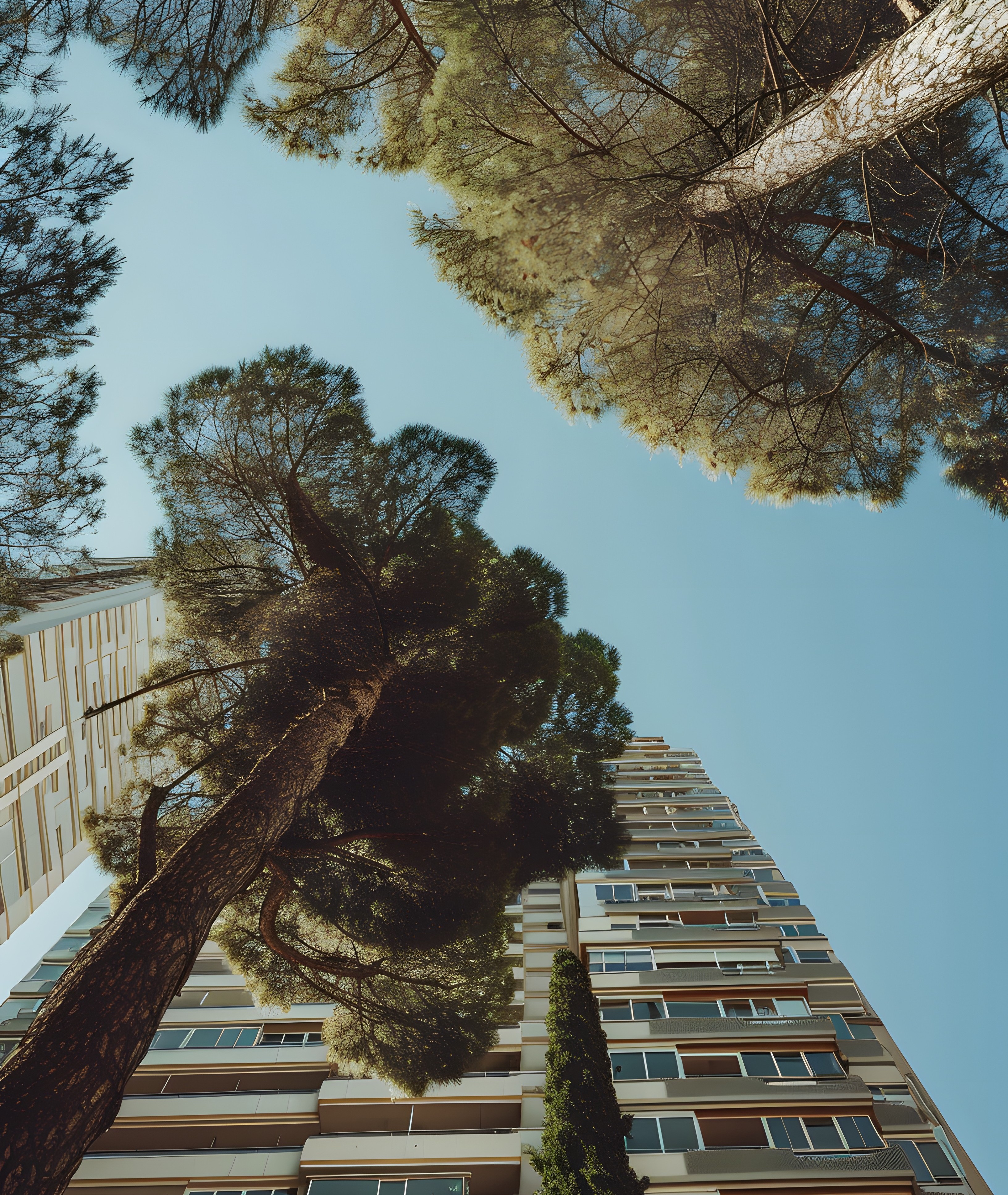 Photo vue du bas d'un bâtiment avec des arbres au pied