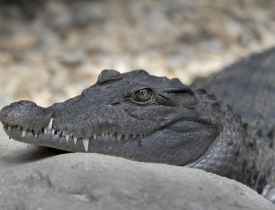 Crocodile qui dort